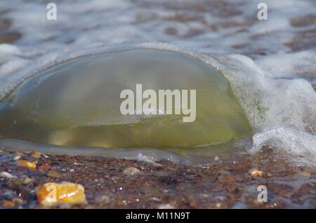 Échoués Big Barrel Jellyfish, échoué sur le rivage de Dawlish Warren, dans le sud du Devon, Royaume-Uni. L'été 2017. Banque D'Images