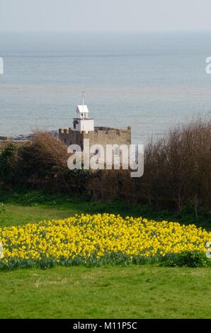 Jacob's tour à Connought Gardens, à la floraison des jonquilles au printemps, vers la tour de l'horloge et la Manche. La ville de Sidmouth, South Devon, Royaume-Uni. Banque D'Images