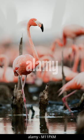 Colonie de flamants des Caraïbes sur les nids. Rio Maximo, Camaguey, Cuba. Banque D'Images