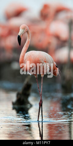 Colonie de flamants des Caraïbes sur les nids.Rio Maximo, Camaguey, Cuba Banque D'Images