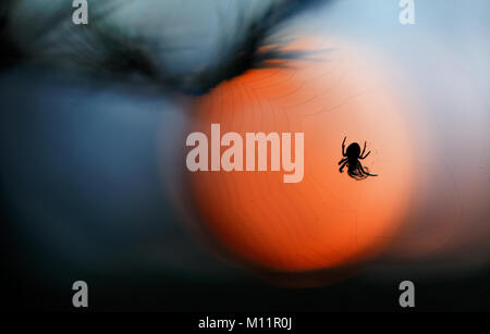 Araignée sur sa toile. Jardin araignée (spider), Diadème Araneus diadematus. sur fond coucher de soleil Banque D'Images