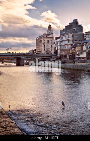 Pont Shijo sur Kamo-gawa, rivière Kamo, avec deux hérons debout en elle. La ville de Kyoto, le Japon artistique paysage coucher du soleil 2017. Banque D'Images