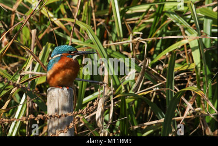 Une superbe femme Kingfisher (Alcedo atthis) perché sur un poteau au bord d'une rivière dans les roseaux. Banque D'Images