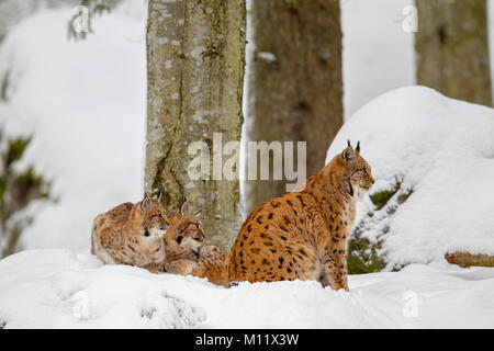 Le lynx eurasien (Lynx lynx), mère de famille avec deux chatons, dans la neige dans l'enceinte des animaux dans le Parc National de la forêt bavaroise, Bavière, Allemagne. Banque D'Images