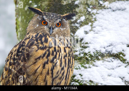 Grand-duc (Bubo bubo) dans le boîtier d'animaux dans le Parc National de la forêt bavaroise, Bavière, Allemagne. Banque D'Images