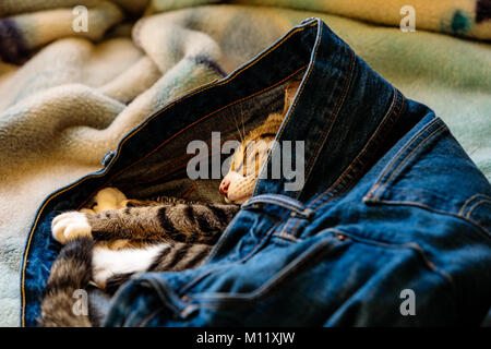 Un adorable chaton dormant dans des jeans de quelqu'un sur un lit Banque D'Images