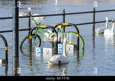 Cygnes résident profitez de la berge inondée à Worcester comme la rivière Severn niveau d'eau monte. Banque D'Images