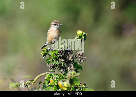 Portrait de femme Stonechat se percher sur une branche Banque D'Images