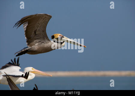 Le Mexique. Yucatan. Rio Lagartos. Le pélican brun et blanc flying Banque D'Images