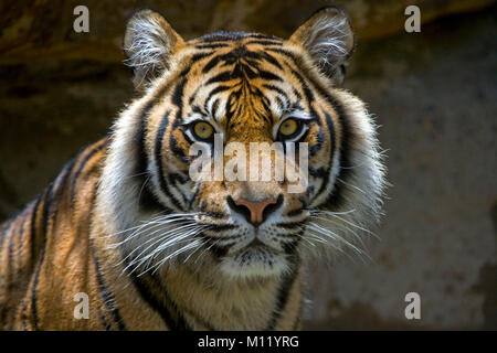 L'Indonésie. Zoo de Surabaya. Île de Java. Tigre de Sumatra.(Phantera tigris sumatrae). Close-up. Banque D'Images