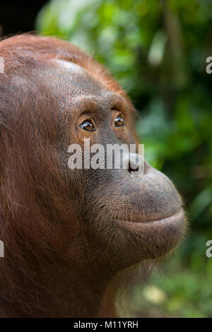 L'Indonésie. Zoo de Surabaya. Île de Java. Les orangs-outans (Pongo pygmeus). Close-up. Banque D'Images