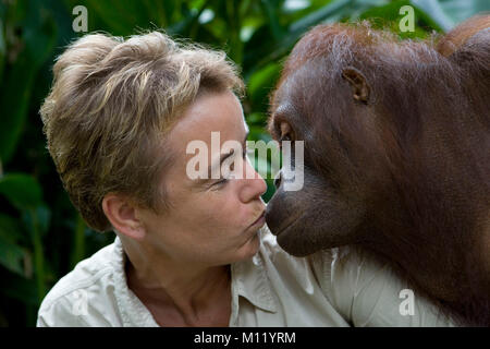 L'Indonésie. Zoo de Surabaya. Île de Java. L'orang-outan. (Pongo pygmeus) et touristiques s'embrassant. Close-up. Banque D'Images