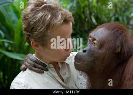 L'Indonésie. Zoo de Surabaya. Île de Java. L'orang-outan. (Pongo pygmeus) et touristiques s'embrassant. Close-up. Banque D'Images