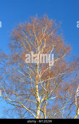 Silver Birch Tree in winter Banque D'Images