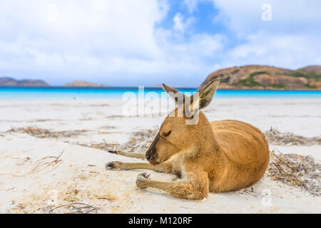 Le kangourou sur le sable blanc Banque D'Images