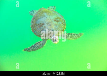 Tortue de mer verte Banque D'Images