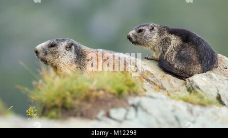 Les marmottes (Marmota) assis sur un rocher,barrage avec les jeunes,Animaux,Grossglockner Carinthie, Autriche Banque D'Images