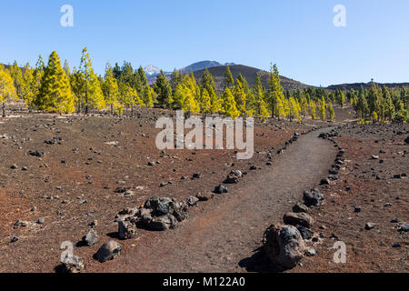 Sentier de randonnée près de Mirador de Chio,le Parc National du Teide, Tenerife, Îles Canaries, Espagne Banque D'Images