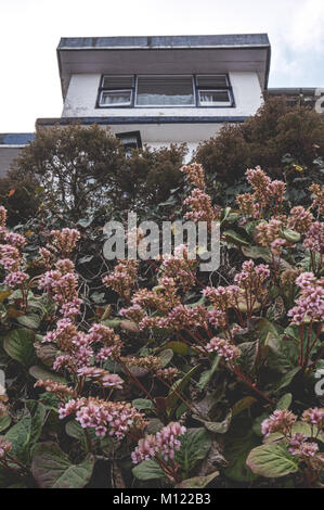 Fleurs de la rue et Jardin Paysage, Darjeerling, Inde Banque D'Images