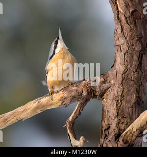 Sittelle torchepot (Sitta europaea),siège au,direction s'étend jusqu'à tête,Tyrol, Autriche Banque D'Images