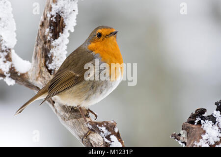 European robin (Erithacus rubecula aux abords) siège sur branche avec neige, Tyrol, Autriche Banque D'Images