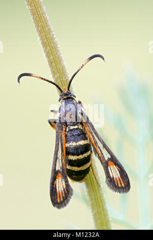 Glasswingers ou Wasp à pattes jaunes (sésie Synanthedon vespiformis) au Burgenland, Autriche,Halm Banque D'Images