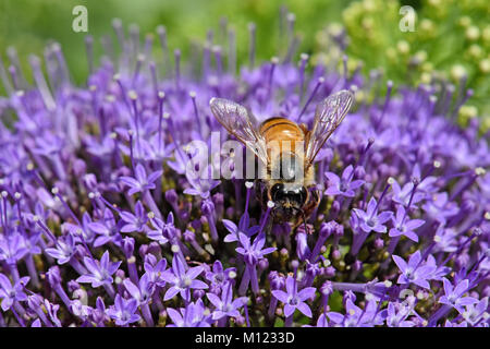 La pollinisation des abeilles fleurs violettes Banque D'Images
