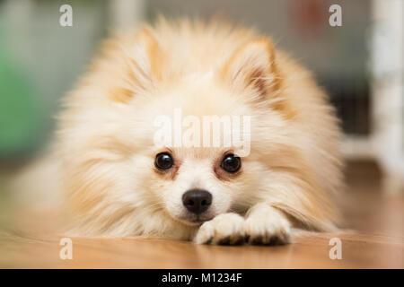 Chiens de races spitz allemand couleur beige se trouve à l'étage Banque D'Images