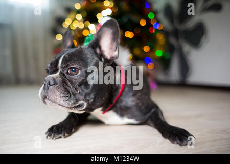 Bouledogue français chien couché sous un arbre de Noël Banque D'Images