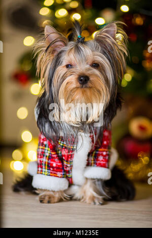 Chien Yorkshire Terrier dans un costume à carreaux se repose sur un arbre de Noël fond garland Banque D'Images