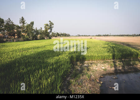 Sunderbans tour, Kolkata, Inde Banque D'Images