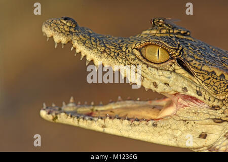 Le jeune crocodile du Nil ouvre sa bouche Banque D'Images