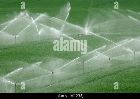 L'Irrigation sprinklers, champ Banque D'Images