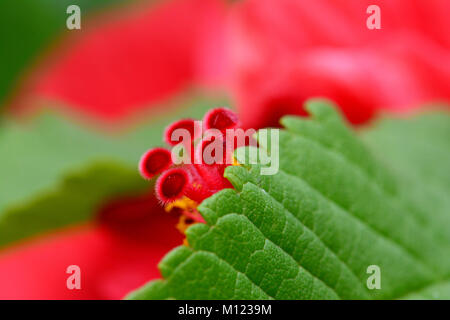 Fleur d'hibiscus, pollen, macro Banque D'Images