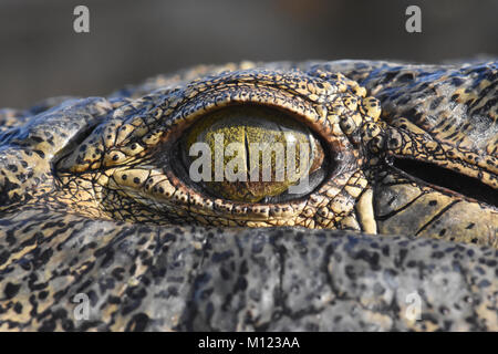 L'œil de crocodile du Nil Banque D'Images