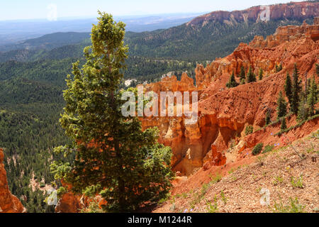 Une vue à partir de 8904' point de Ponderosa Ponderosa Canyon dans le Parc National de Bryce, UT Banque D'Images