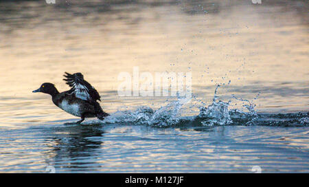 Fuligule morillon landing sur le lac Banque D'Images