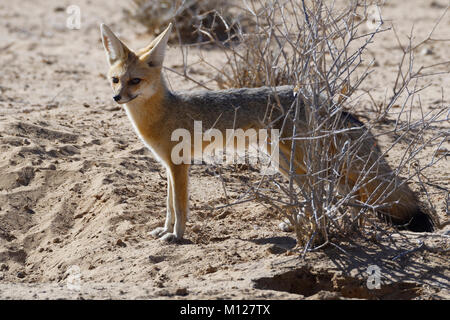 Cape Fox (Vulpes chama), femelle adulte debout, lumière du matin, Kgalagadi Transfrontier Park, Northern Cape, Afrique du Sud, l'Afrique Banque D'Images