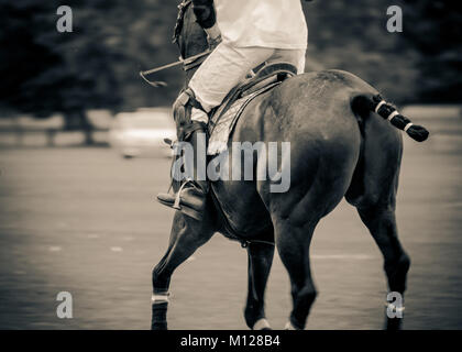 Polo pony prêt à jouer dans un match de polo à Kirtlington park Polo Club, l'Oxfordshire. Banque D'Images