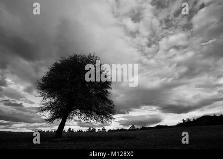 Contraste élevé cloudscape noir et blanc avec la silhouette des arbres en premier plan Banque D'Images