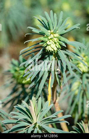 Close-up d'Euphorbia nicaeensis subsp. glareosa var. lasiocarpa en fleurs à la fin de l'hiver Banque D'Images