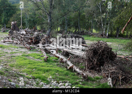 Les arbres déracinés par la rivière Dee, une partie de la les dommages causés par la tempête Frank en N.E. L'Écosse à la fin de décembre 2015 Banque D'Images