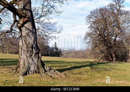 Royal Windsor Park sous le soleil d'hivers jour Windsor Berkshire England UK Banque D'Images