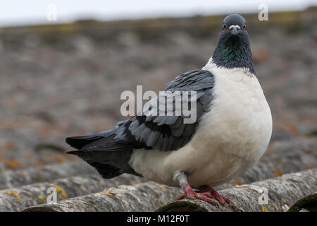 Détail portrait d'un pigeon (Columba livia domestica) f. debout sur un toit. Oiseau de couleur blanc gris. Banque D'Images