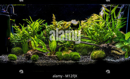 La prise d'un aquarium planté. Banque D'Images