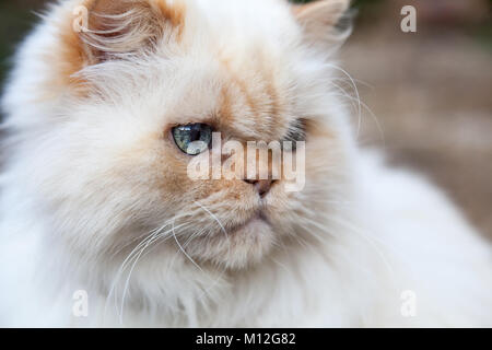 Himalayan cat close up. Avec la flamme blanche conseils orange et les yeux bleus. Focus sélectif avec arrière-plan flou. Banque D'Images