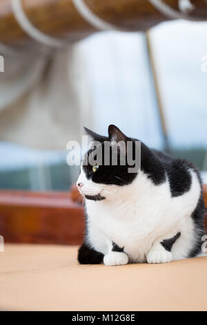 La chatte sur un voilier. Close up, selective focus. Bateau traditionnel chat vit sur le bateau, compagnon de travail et Mouser. Banque D'Images