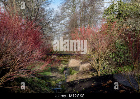 Couleur Janvier à Wakehurst Place Banque D'Images