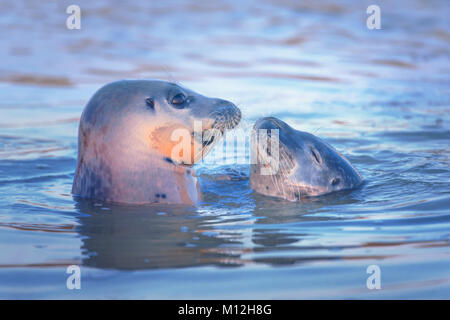 Deux joints jouant au coucher du soleil. Banque D'Images