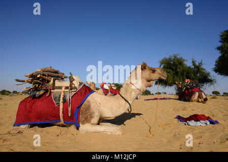 Camel chargement pour un safari de chameau, désert de Thar, Rajasthan, Inde Banque D'Images